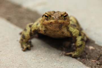 European frog