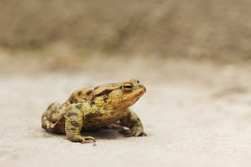 Little common frog