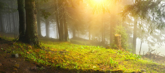 Green glade in deep misty wood