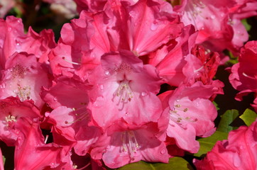 Rhododendronblüte rosa pink