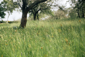 Fruit trees in bloom