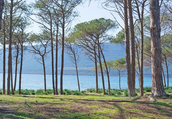 through the pinewood