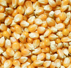 Corn beans background