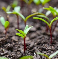 Ecology concept - Rising sprout on dry ground