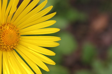 Yellow Daisy