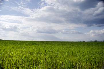 Green meadow under blue sky with clouds