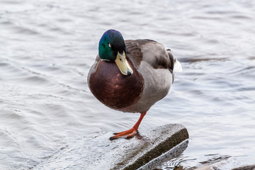 Mallard duck on one leg
