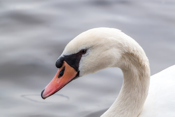 Swan portrait