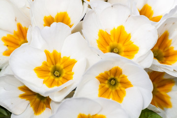 White and yellow Primrose