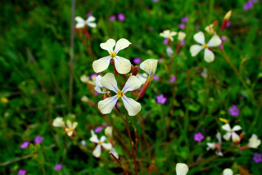 Fototapeta Eruca vesicaria flowers in a meadow