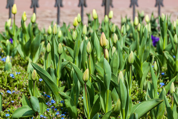 Fototapeta premium Tulips in a garden