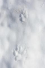Wolves hind and forelimb prints in fresh snow