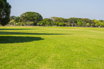 Naklejka premium Trees and lawn in garden