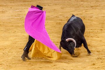  bullfight,