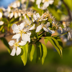 A blooming branch of a pear tree at sunset
