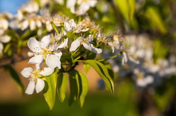 A blooming branch of a pear tree at sunset