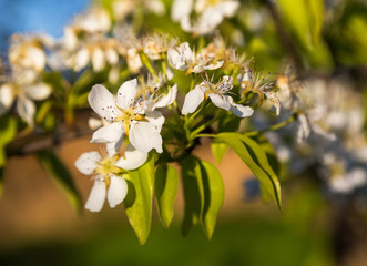 A blooming branch of a pear tree at sunset