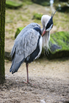 Blauwe reiger doet veren goed.