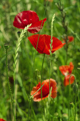 Poppy in a field