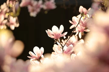 Zelfklevend Fotobehang Blooming flower on a magnolia tree © Aniszewski