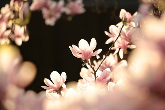 Fototapeta Blooming flower on a magnolia tree