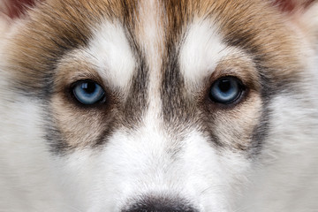 Closeup Blue Eyes Siberian Husky Puppy 