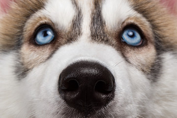 Closeup Blue Eyes Siberian Husky Puppy 