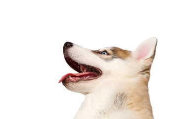 Closeup Siberian Husky Puppy Looking Up on White 