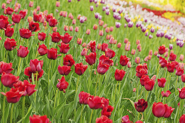 Red beautiful tulips