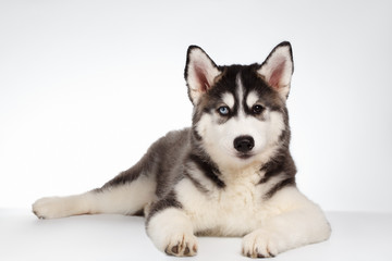 Siberian Husky Puppy Lies on White 