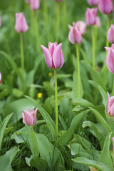 Pink beautiful tulips
