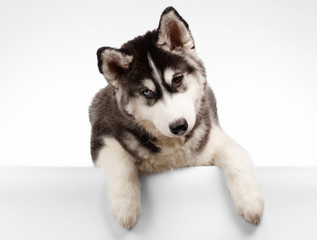 Siberian Husky Puppy Curious Looking on White 