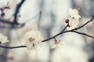 Apricot tree flower