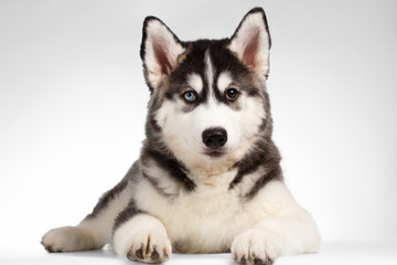 Siberian Husky Puppy Lies on White 