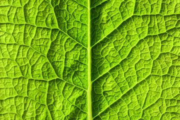 Green leaf