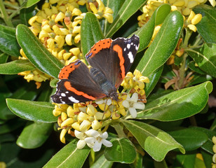farfalla vanessa atalanta su fiori di pittosporo