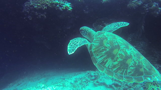 Sea turtle