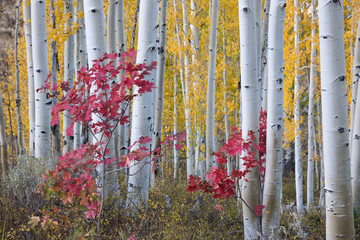 Fall colors in the Wasatch Mountains forests. Aspen trees with slender trunks and white bark.