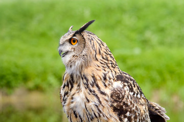 European Eagle Owl