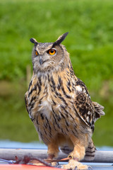European Eagle Owl on perch