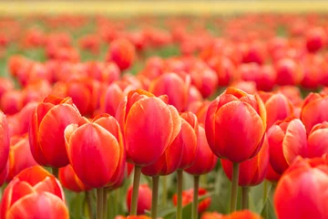 Sierkussen Tulpenveld in Nederland © George Dolgikh