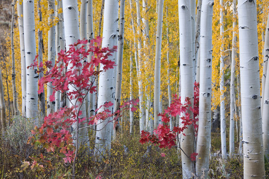 Fall colors in the Wasatch Mountains forests. Aspen trees with slender trunks and white bark.