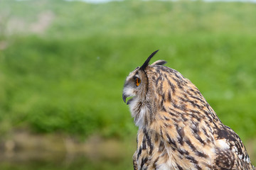 European Eagle Owl