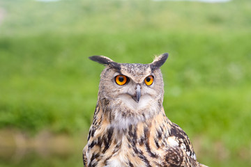 European Eagle Owl