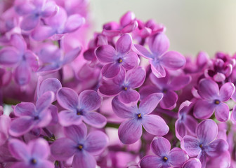 Naklejka na ściany i meble Lilac purple flowers in blossom 