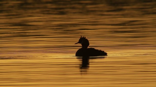 great crested grebe