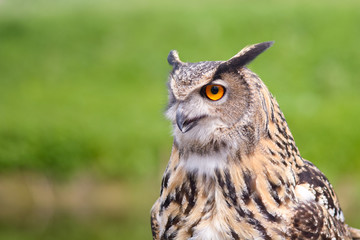 European Eagle Owl
