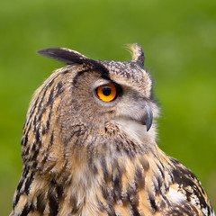 European Eagle Owl portrait