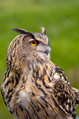 European Eagle Owl portrait