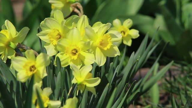 Colorful garden – Narcissus